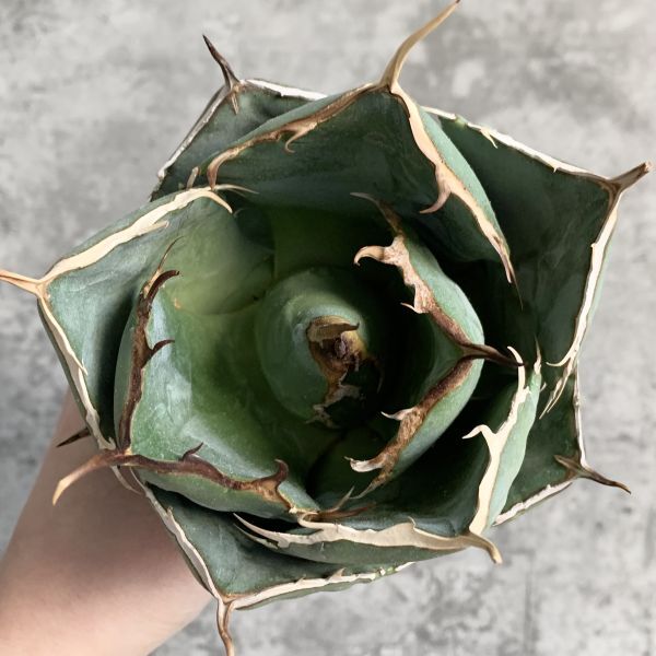 【IR2474】【極上SS級！！高級株！ イラン産 ◆ アガベ チタノタ ローズ ◆】Agave titanota ' Rose 'の画像3