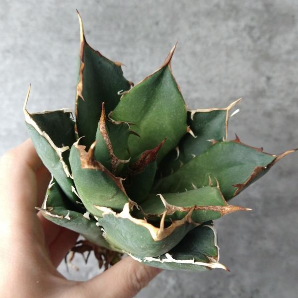 【IR2477】【極上SS級！！高級株！ イラン産 ◆ アガベ チタノタ ローズ ◆】Agave titanota ' Rose '_画像1