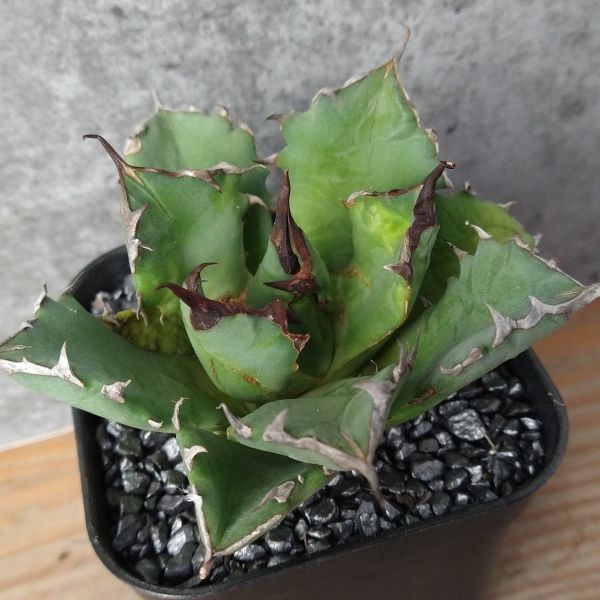 【NN1124】【SS級！！希少品種！】アガベ チタノタ キョウト Agave titanota”Kyoto”の画像1