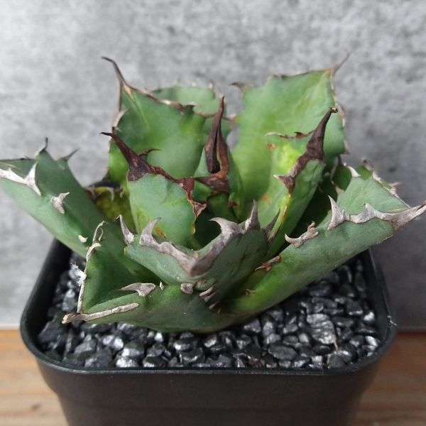 【NN1124】【SS級！！希少品種！】アガベ チタノタ キョウト Agave titanota”Kyoto”の画像2