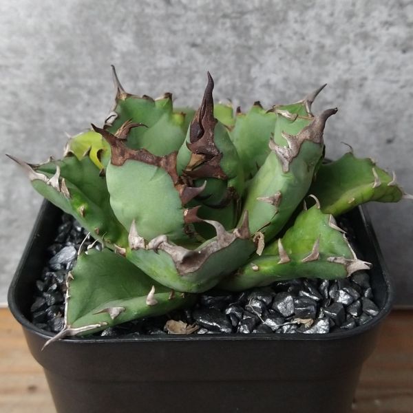 【NN1129】【SS級！！希少品種！】アガベ チタノタ キョウト Agave titanota”Kyoto”の画像2