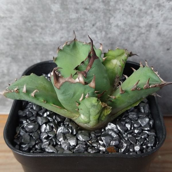 【NN1131】【SS級！！希少品種！】アガベ チタノタ キョウト Agave titanota”Kyoto”の画像2