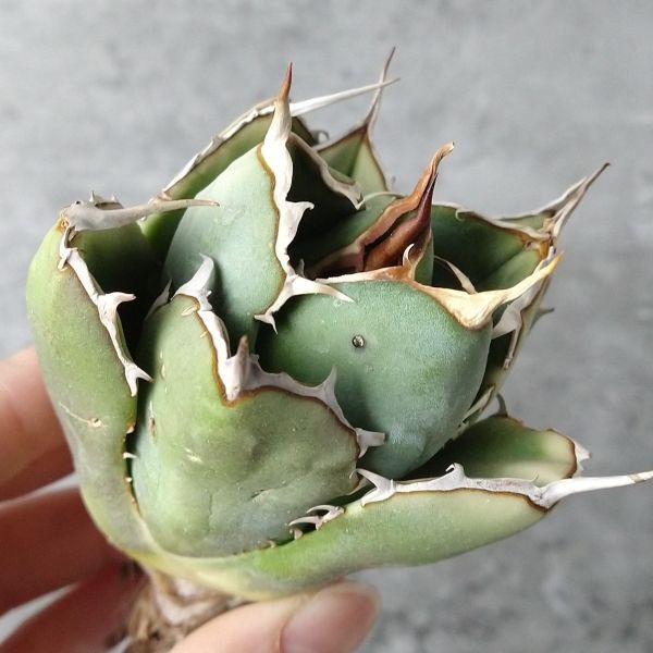 【IR2490】【極上SS級！！高級株！ イラン産 ◆ アガベ チタノタ ローズ ◆】Agave titanota ' Rose 'の画像1