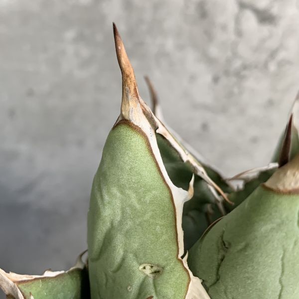 【IR2538】【極上SS級！！高級株！ イラン産 ◆ アガベ チタノタ ローズ ◆】Agave titanota ' Rose 'の画像6