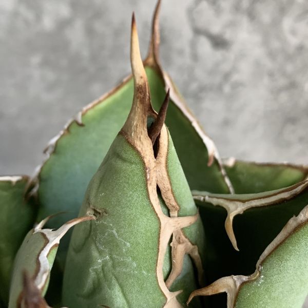 【IR2538】【極上SS級！！高級株！ イラン産 ◆ アガベ チタノタ ローズ ◆】Agave titanota ' Rose 'の画像5