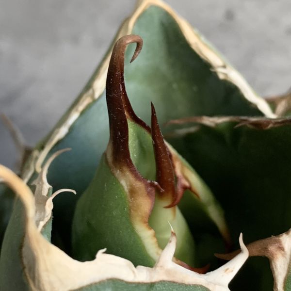 【IR2540】【極上SS級！！高級株！ イラン産 ◆ アガベ チタノタ ローズ ◆】Agave titanota ' Rose 'の画像5