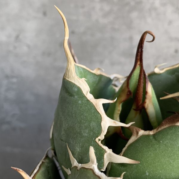 【IR2540】【極上SS級！！高級株！ イラン産 ◆ アガベ チタノタ ローズ ◆】Agave titanota ' Rose 'の画像6