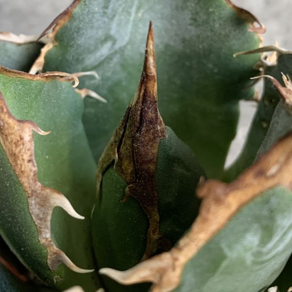 【IR2541】【極上SS級！！高級株！ イラン産 ◆ アガベ チタノタ ローズ ◆】Agave titanota ' Rose 'の画像4