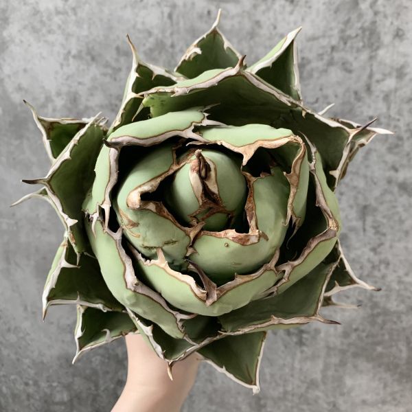 【IR2612】極上SS級巨大標本株！！【高級株！ イラン産 ◆ アガベ チタノタ ローズ ◆】Agave titanota ' Rose 'の画像9