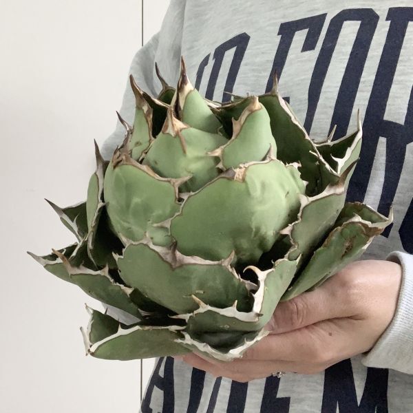 【IR2612】極上SS級巨大標本株！！【高級株！ イラン産 ◆ アガベ チタノタ ローズ ◆】Agave titanota ' Rose 'の画像3