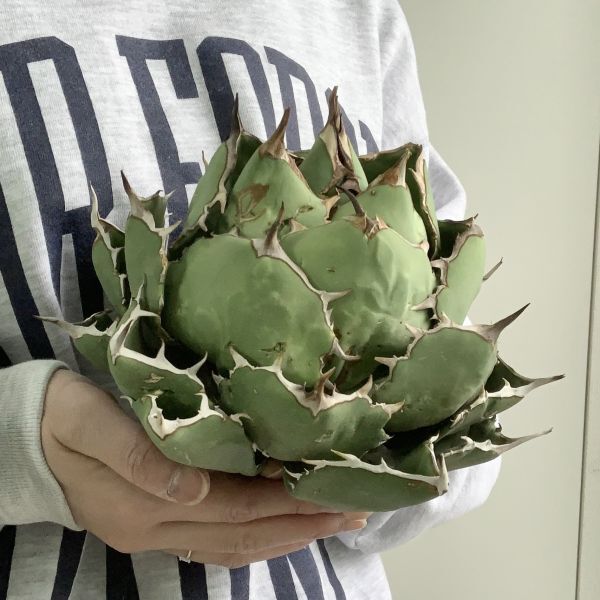 【IR2612】極上SS級巨大標本株！！【高級株！ イラン産 ◆ アガベ チタノタ ローズ ◆】Agave titanota ' Rose 'の画像2