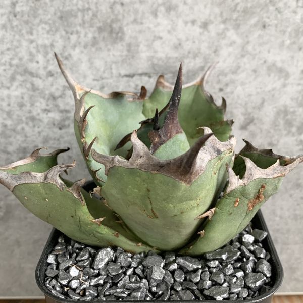 【NN1152】SS級極上 大株！！【超希少 チタノタ】 アガベ チタノタ 『 阿修羅 』 Agave titanota ' ASHURA '_画像2