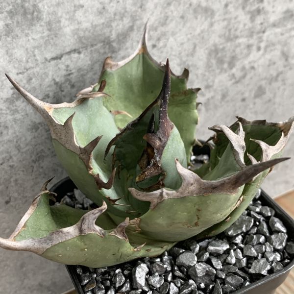 【NN1152】SS級極上 大株！！【超希少 チタノタ】 アガベ チタノタ 『 阿修羅 』 Agave titanota ' ASHURA 'の画像1