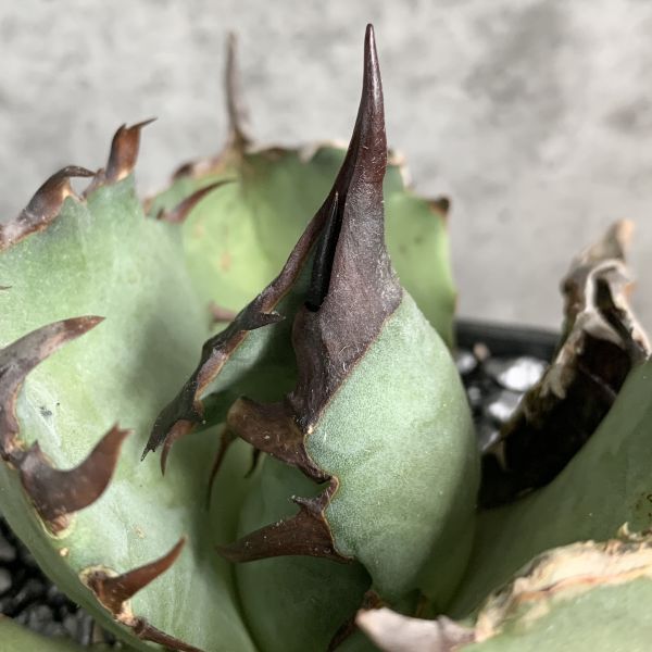 【NN1153】SS級極上 大株！！【超希少 チタノタ】 アガベ チタノタ 『 阿修羅 』 Agave titanota ' ASHURA 'の画像3