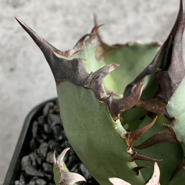 【NN1153】SS級極上 大株！！【超希少 チタノタ】 アガベ チタノタ 『 阿修羅 』 Agave titanota ' ASHURA 'の画像6