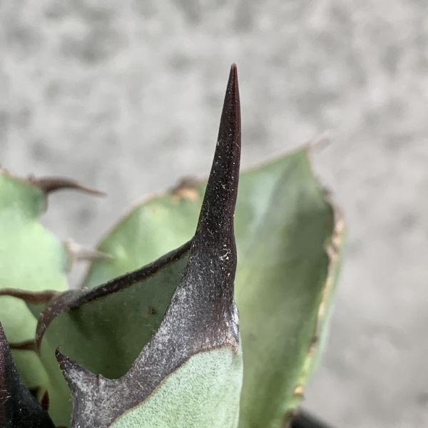 【NN1154】SS級極上 大株！！【超希少 チタノタ】 アガベ チタノタ 『 阿修羅 』 Agave titanota ' ASHURA 'の画像6