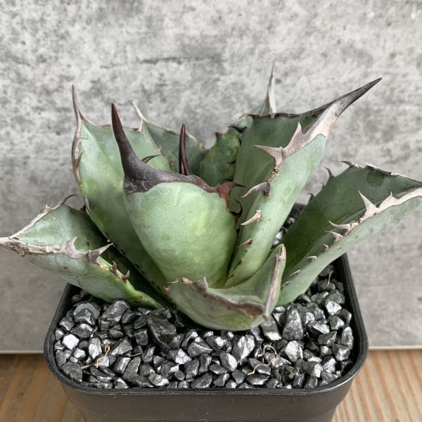 【NN1154】SS級極上 大株！！【超希少 チタノタ】 アガベ チタノタ 『 阿修羅 』 Agave titanota ' ASHURA 'の画像2