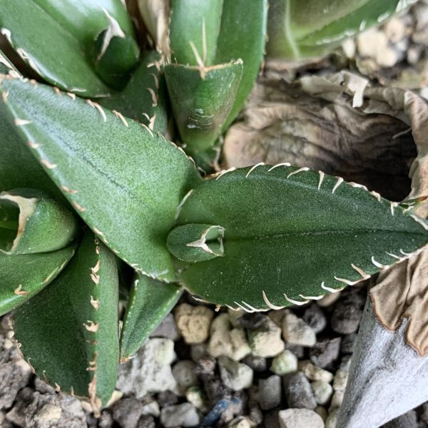 【F8034】【SS級極上血統！胴切り超希少子株！】オアハカ 産 アガベ オテロイ agave oteroi Oaxaca ( チタノタ ゴジラ 悪魔くん バケモノの画像4