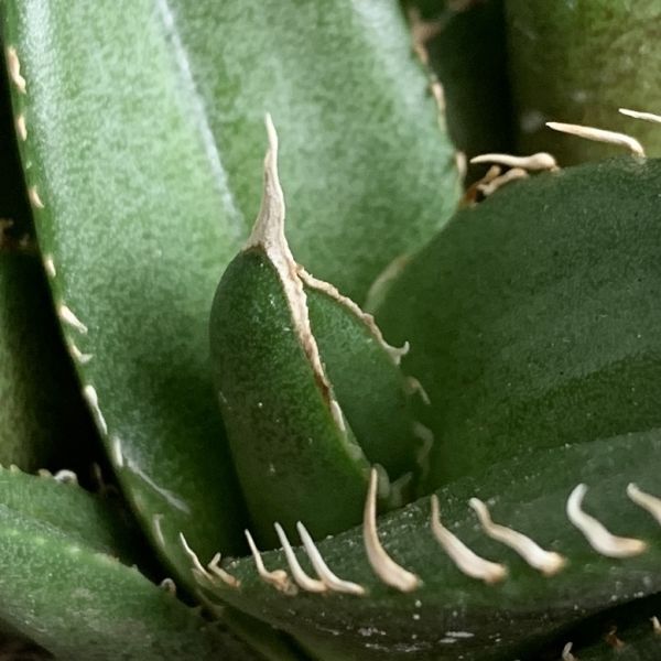 【F8034】【SS級極上血統！胴切り超希少子株！】オアハカ 産 アガベ オテロイ agave oteroi Oaxaca ( チタノタ ゴジラ 悪魔くん バケモノの画像5