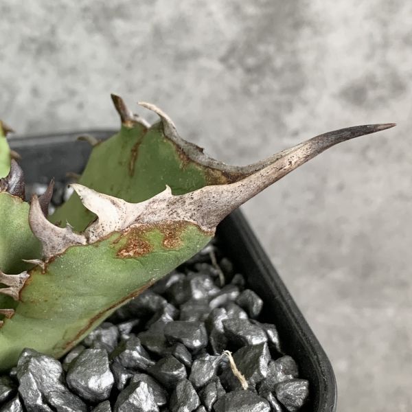 【NN1162】SS級極上 大株！！【超希少 チタノタ】 アガベ チタノタ 『 阿修羅 』 Agave titanota ' ASHURA 'の画像5