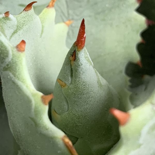 【IR2627】【SS級極上血統！イラン産！アガベ イシスメンシス！】Agave titanotaの画像5