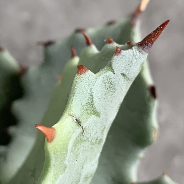 【IR2627】【SS級極上血統！イラン産！アガベ イシスメンシス！】Agave titanotaの画像6