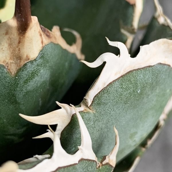 【IR2625】【SS級極上血統！イラン産！アガベ チタノタ ノーヴァ！】Agave titanota ' Nova 'の画像3