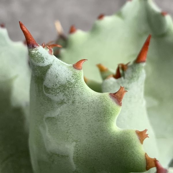 【IR2628】【SS級極上血統！イラン産！アガベ イシスメンシス！】Agave titanotaの画像6