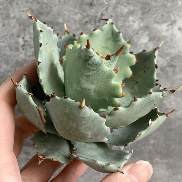 【IR2628】【SS級極上血統！イラン産！アガベ イシスメンシス！】Agave titanotaの画像1