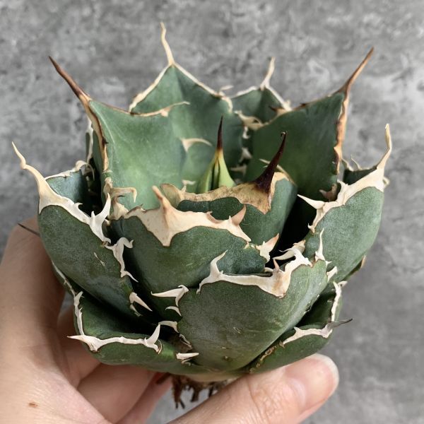 【IR2626】【SS級極上血統！イラン産！アガベ チタノタ ノーヴァ！】Agave titanota ' Nova 'の画像2