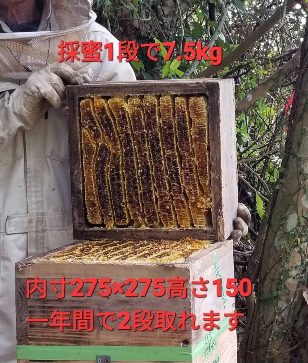 日本ミツバチの分蜂群「5日間配送可」底板(夏用)継ぎ箱１個付け無料配送令和５年は東北地方まで20数群出荷実績あり(落札後3時間内入金の方)の画像7