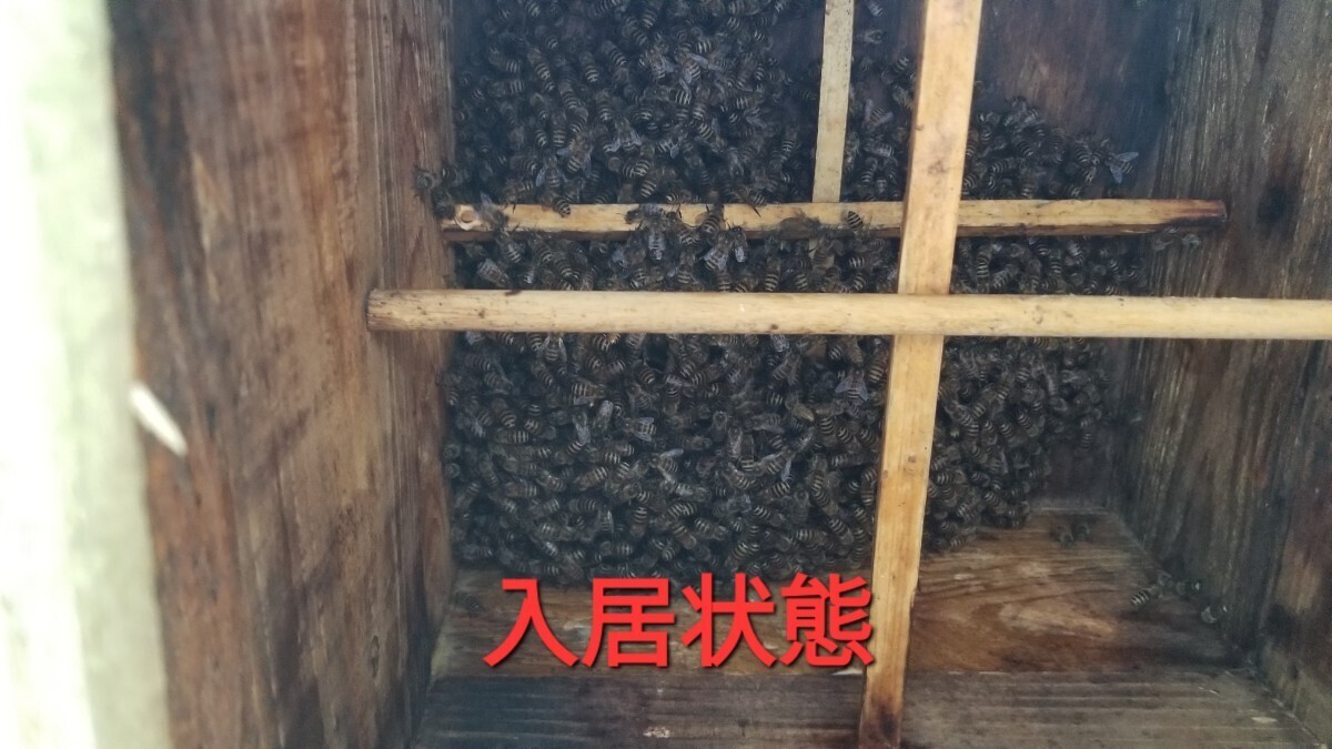 ■ニュースタイルの日本ミツバチ捕獲方法■当方の奥義書道理ににセットすれば捕獲間違い無し■当方例年50数群捕獲今季30群捕獲しています の画像4