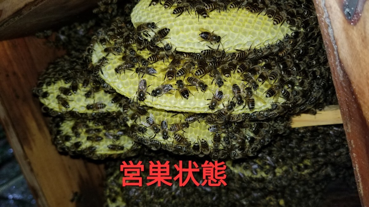 日本ミツバチのミツロウ243g今年２月にかけ採蜜カスから二度濃し香りの高い一品です、色会いは巣箱で熟成月日が長さにより多少違う(琥珀色)の画像3