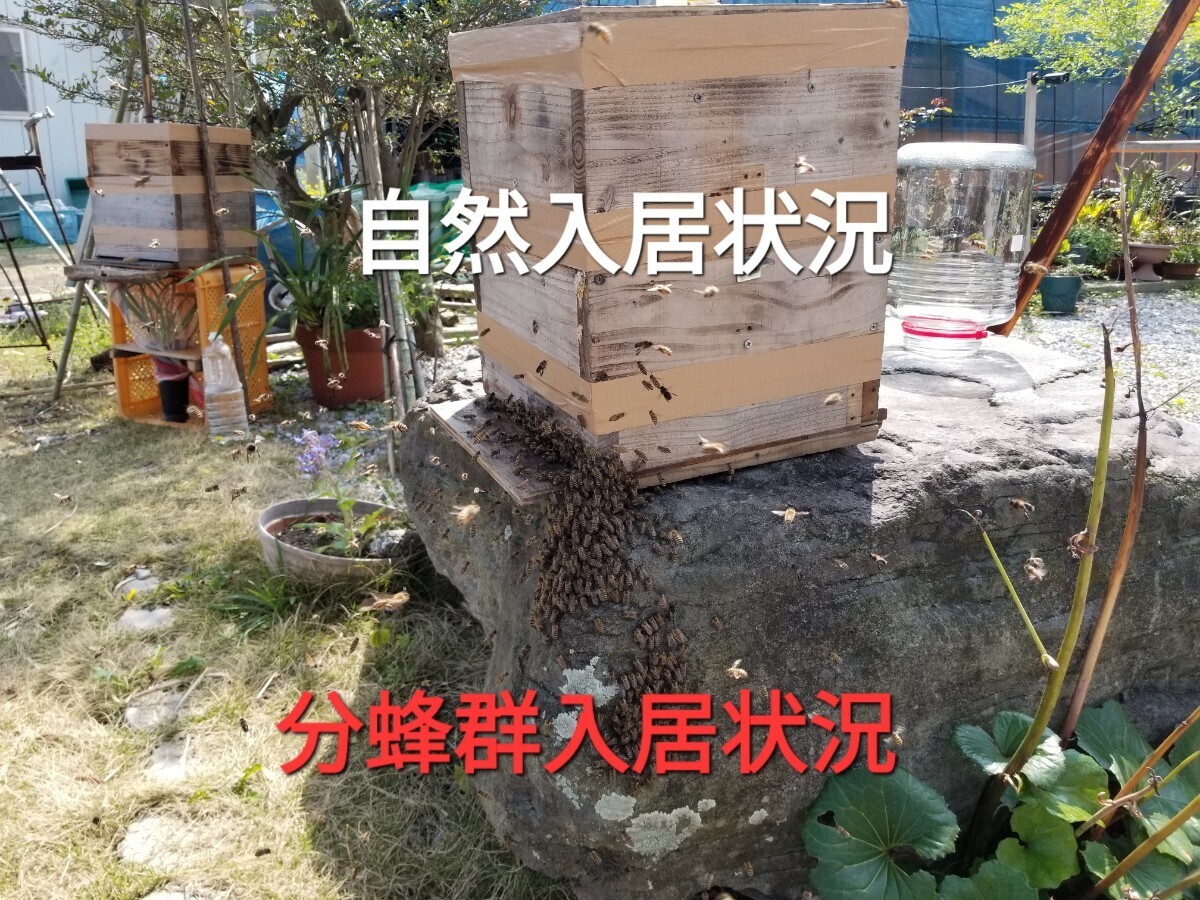 ■ニュースタイルの日本ミツバチ捕獲方法■当方の奥義書道理ににセットすれば捕獲間違い無し■当方例年50数群捕獲今季30群捕獲しています の画像2