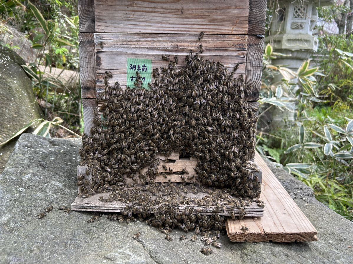 日本ミツバチの巣箱その4（分封群付きの画像5