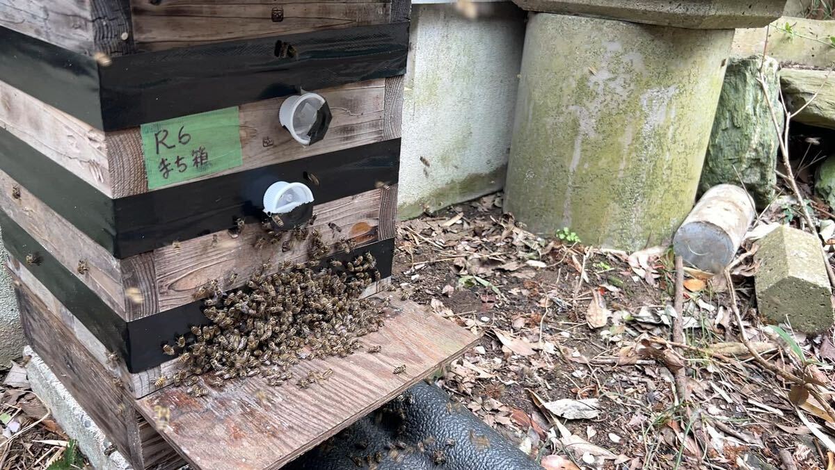 日本ミツバチの巣箱（分封群付きの画像4