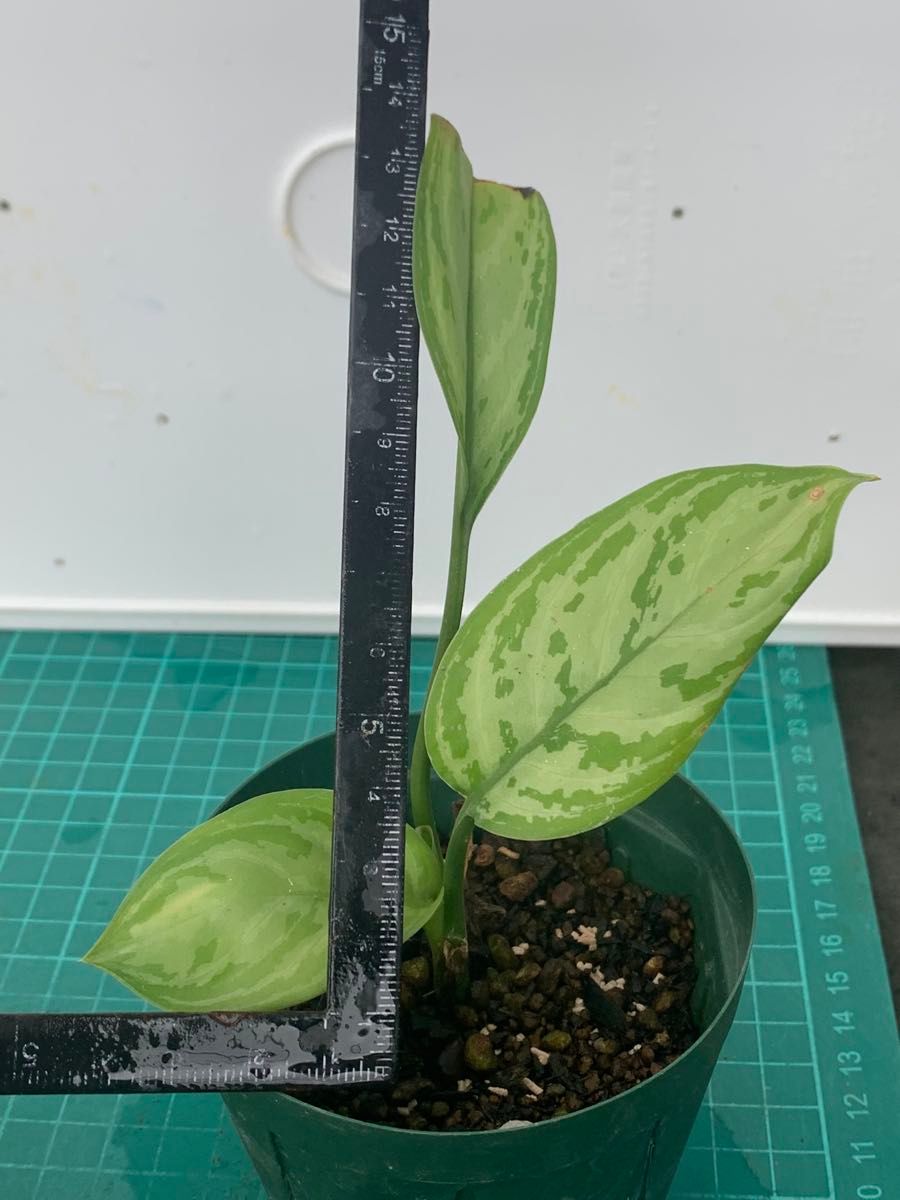 14 シルバークイーン　抜き苗　Aglaonema Silver Queen