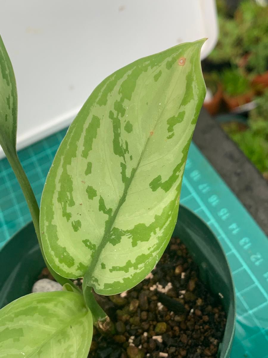 14 シルバークイーン　抜き苗　Aglaonema Silver Queen