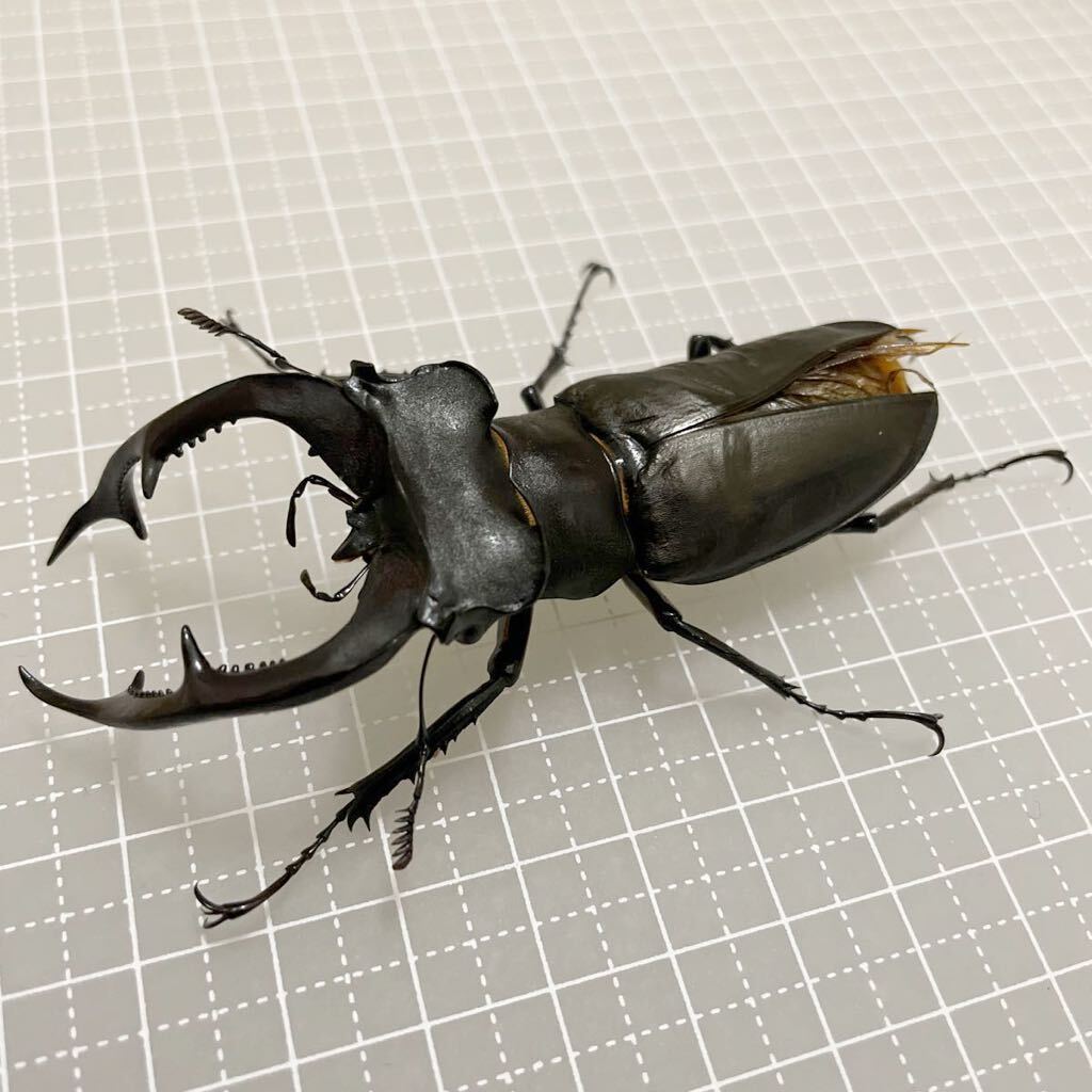 アクベシアヌス ミヤマ クワガタ♀♀42,37mm おまけ♂83mmBの画像5