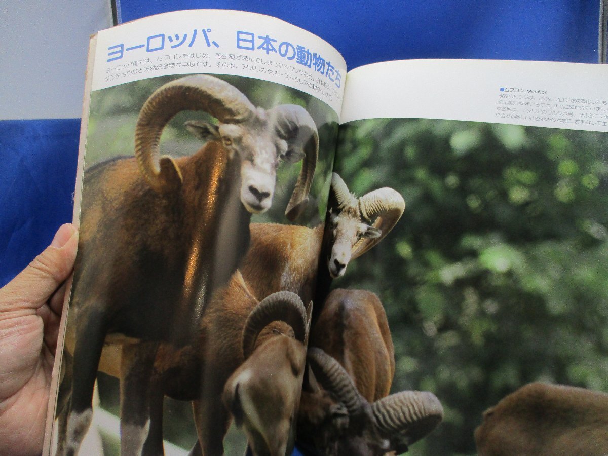TAMAZOO 多摩動物公園グラフ 写真集 東京動物園協会 　90505_画像5