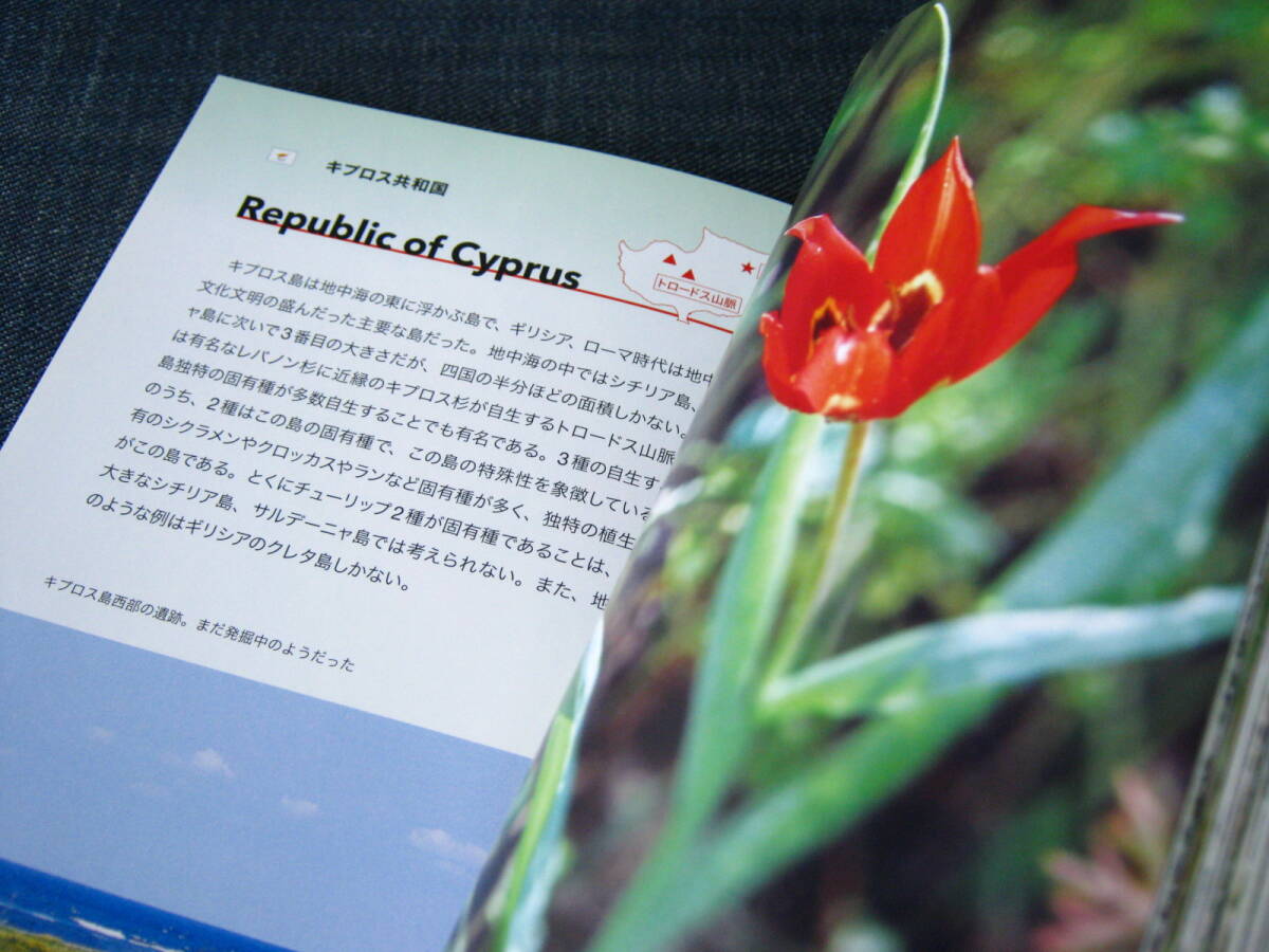 原種の花たち　チューリップ　ヨーロッパ・アジア９カ国紀行　国内初の原種チューリップガイド　TULIPS　IN THE WILD_画像5