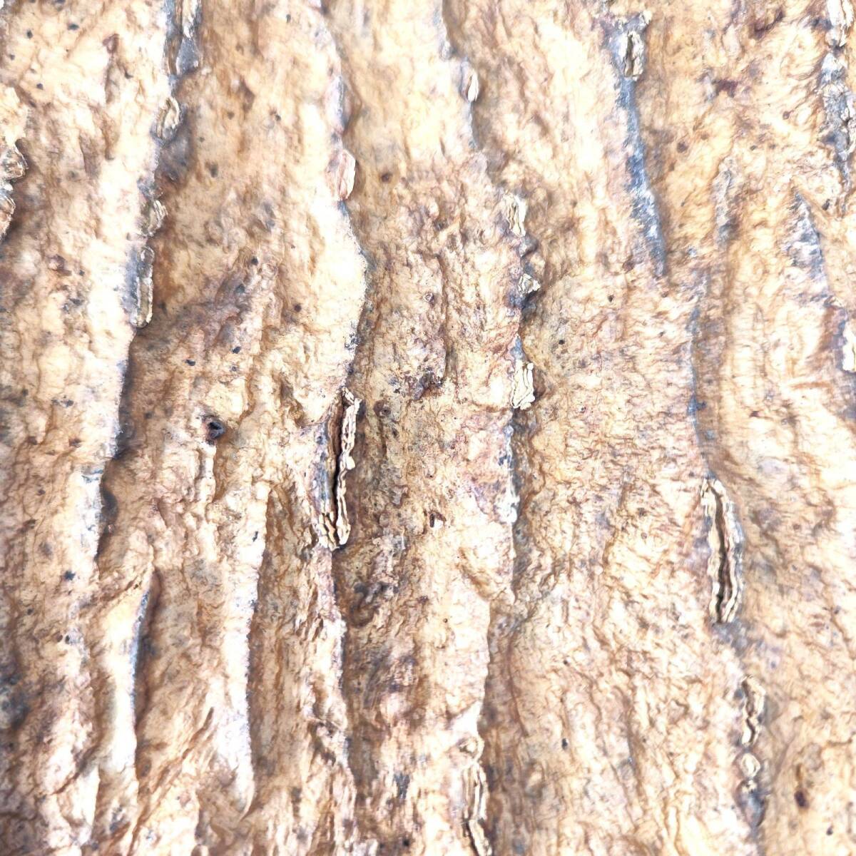c239[20×50cm] cork . leather cork board bar Gin cork postage / drilling free chi Ran jia staghorn fern put on raw Ran amphibia reptiles 