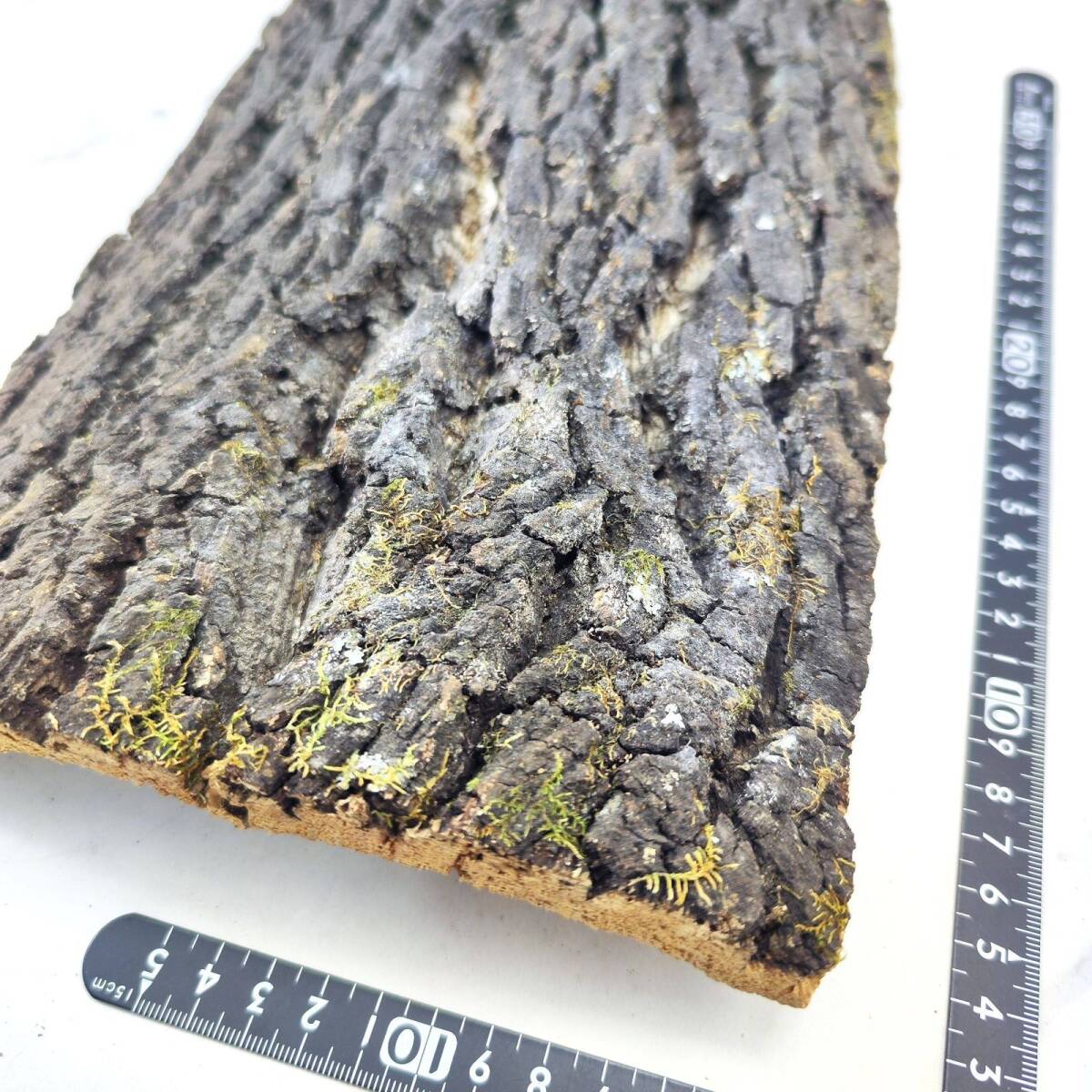 c1026[20×30cm] cork . leather cork board bar Gin cork drilling / free shipping chi Ran jia staghorn fern put on raw Ran amphibia reptiles staghorn fern 