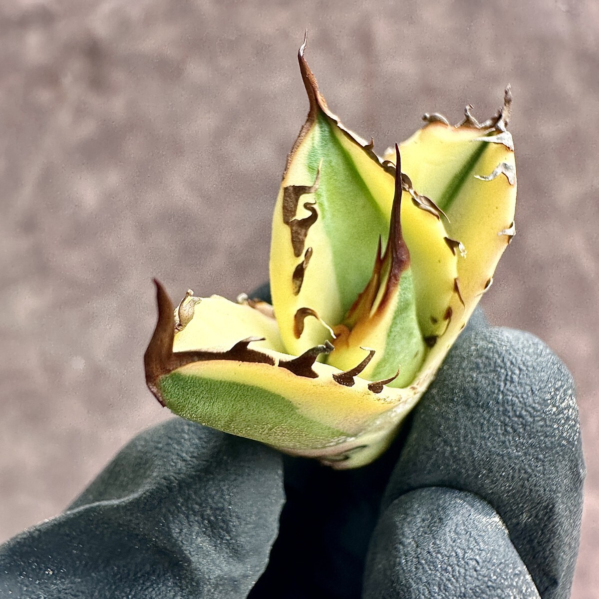 【Lj_plants】 W18 アガベ チタノタ スナグルトゥース 覆輪錦 極上子株の画像2
