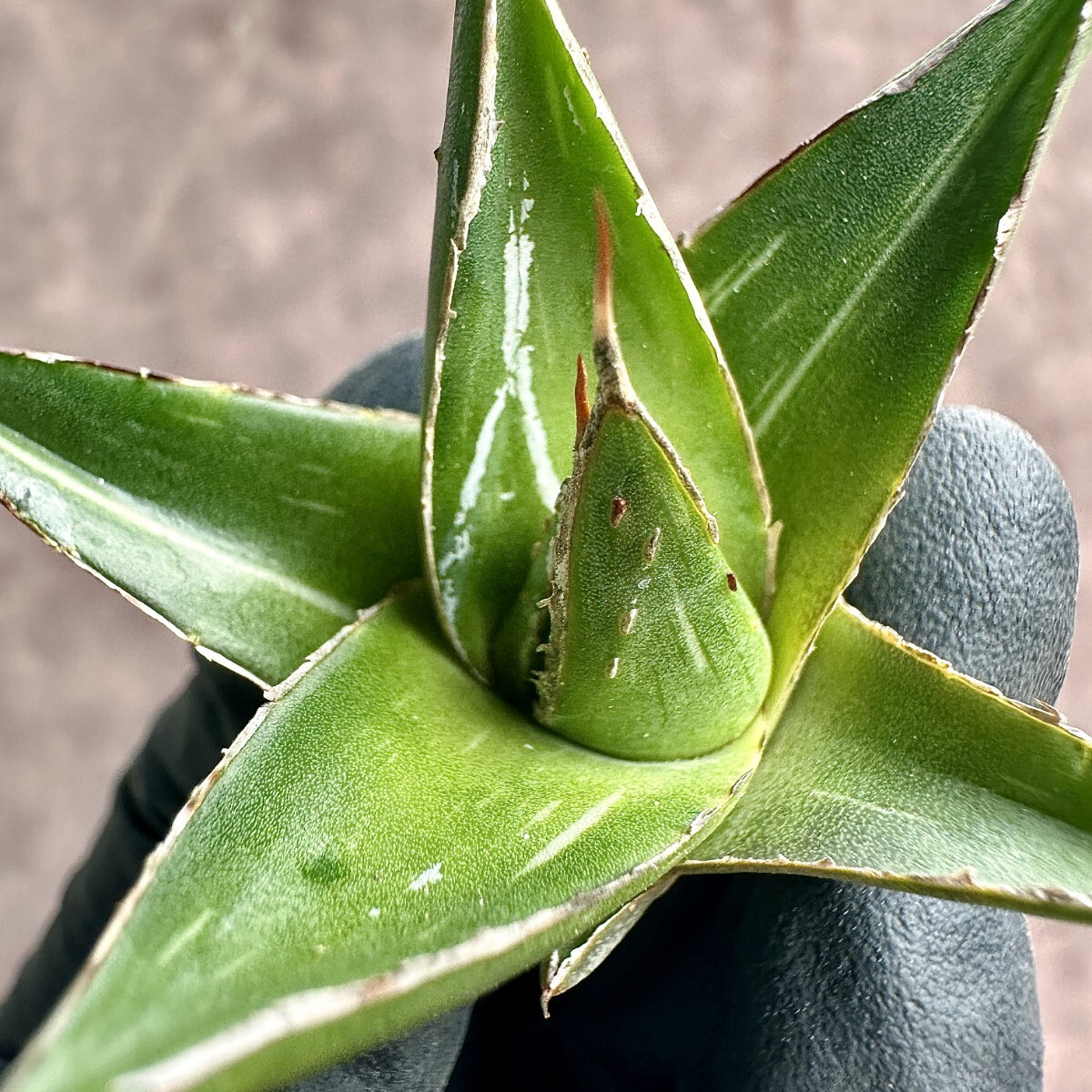 【Lj_plants】 W23 多肉植物 アガベ 笹の雪錦 極美極上子株の画像6