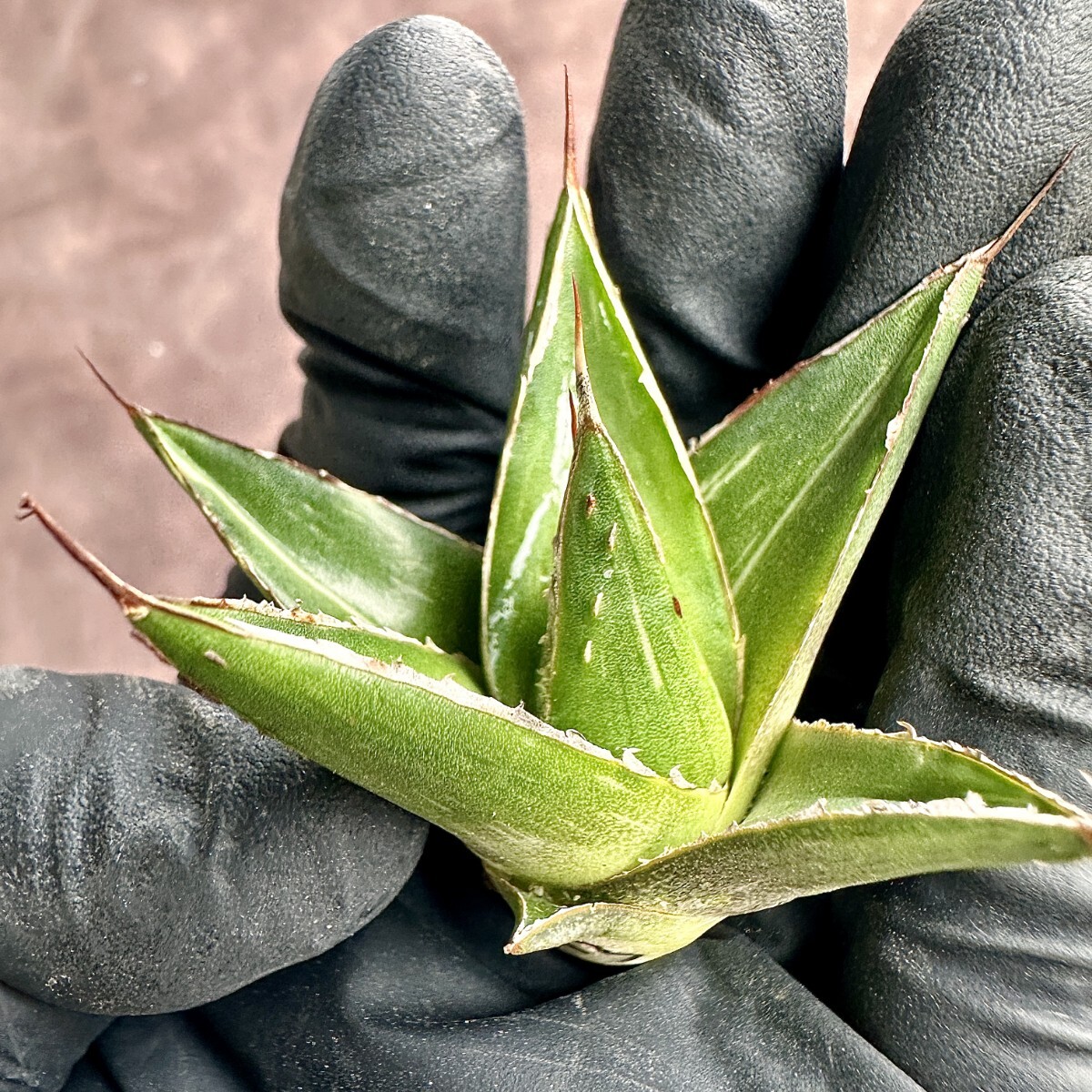 【Lj_plants】 W23 多肉植物 アガベ 笹の雪錦 極美極上子株の画像4