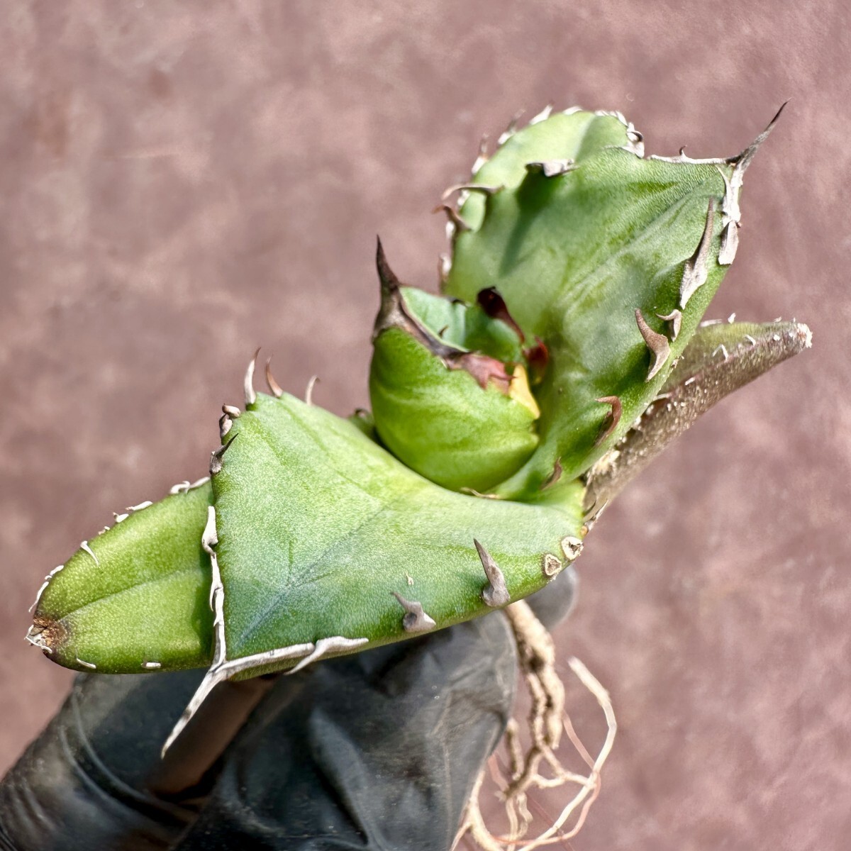 【Lj_plants】W120 アガベ チタノタ キューピッド/翼竜 agave titanota Cupid 強棘 厳選極上美株の画像6