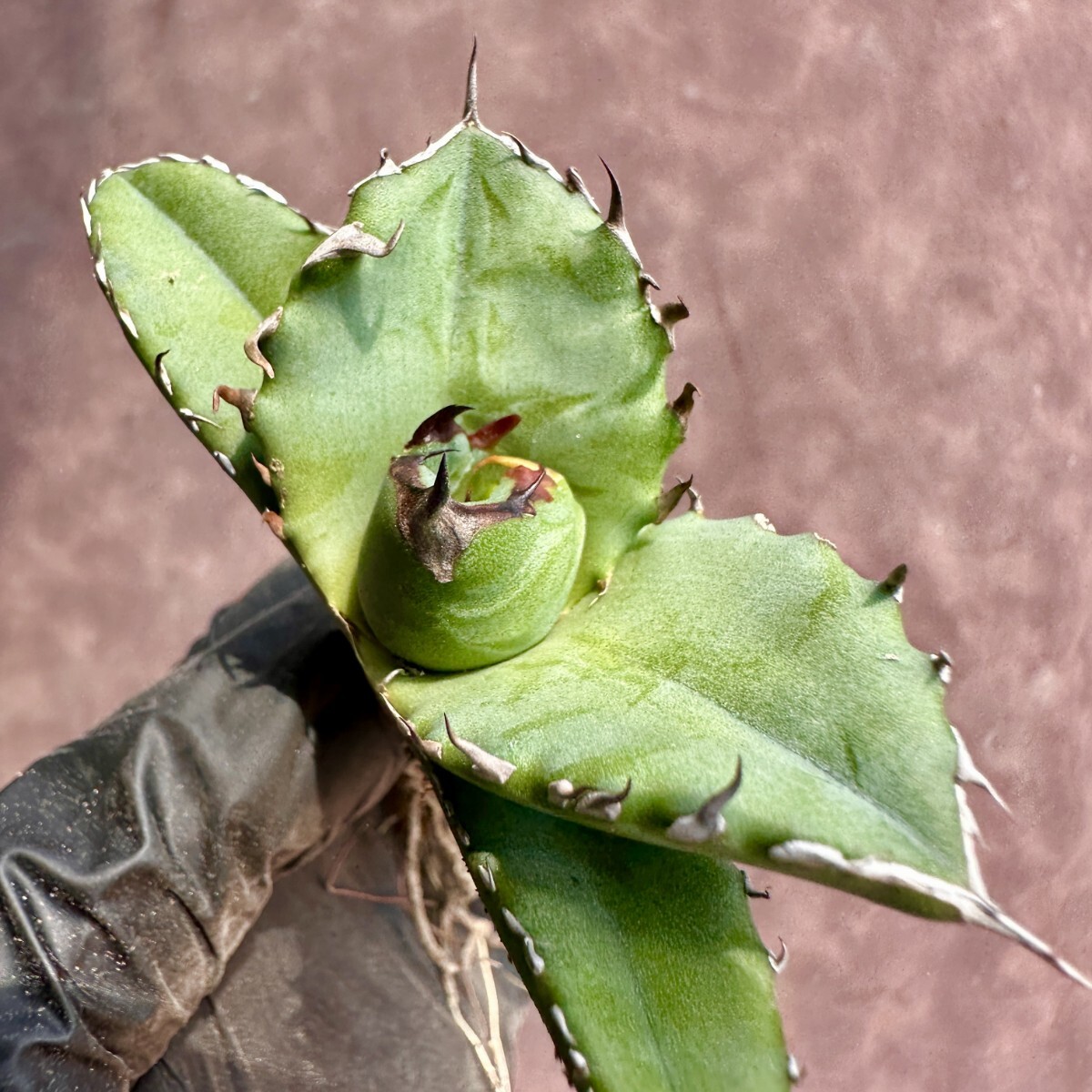 【Lj_plants】W120 アガベ チタノタ キューピッド/翼竜 agave titanota Cupid 強棘 厳選極上美株の画像8