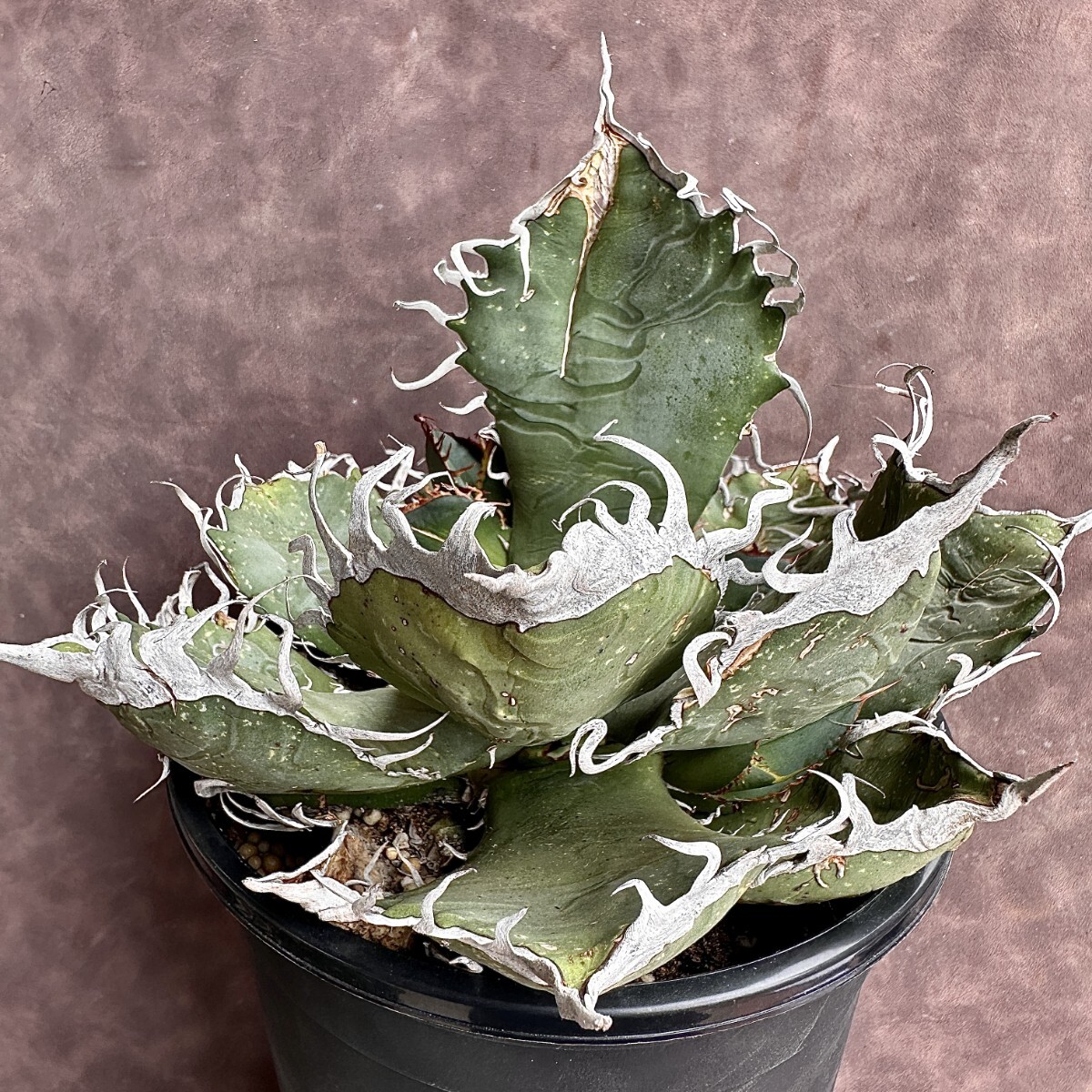 [Lj_plants]W134 limitation special selection stock agave chitanota less name a little over white ... madness . rare stock direct series . stock 1 stock [.... demon goods kind ] name none 