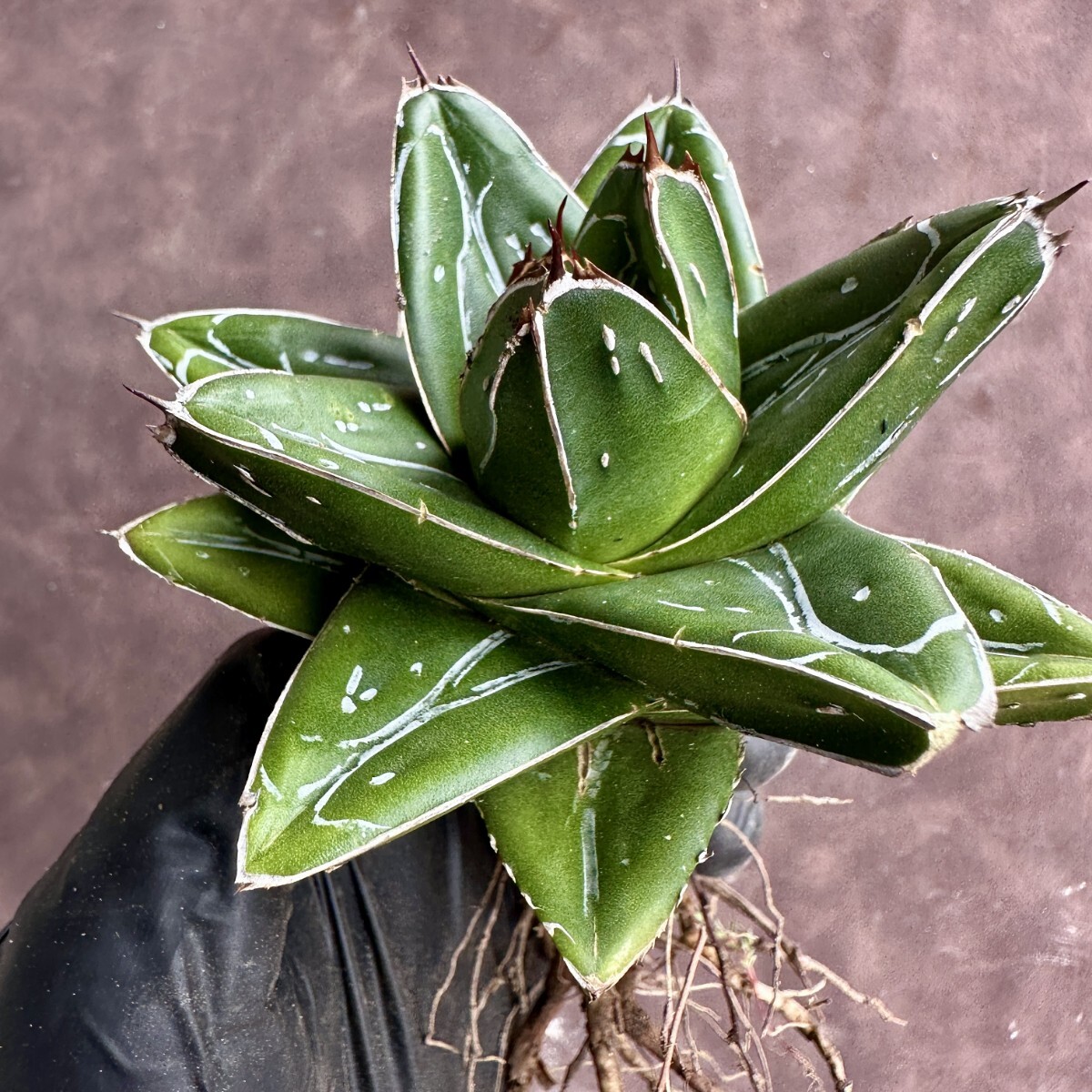 【Lj_plants】W153多肉植物 アガベ D型 笹の雪 丸い叶 コンパクト包葉形 極上美株の画像5
